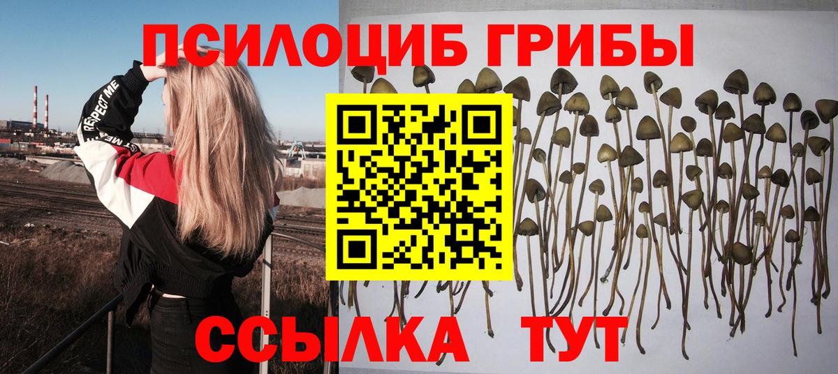 где купить наркоту  Вход с VPN  Саратов  Галлюциногенные грибы Psilocybine cubensis 